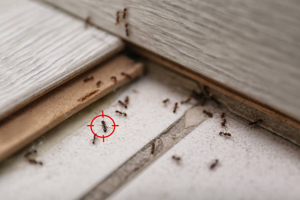 Best Best Pest Control Companies  in Cornish, ME