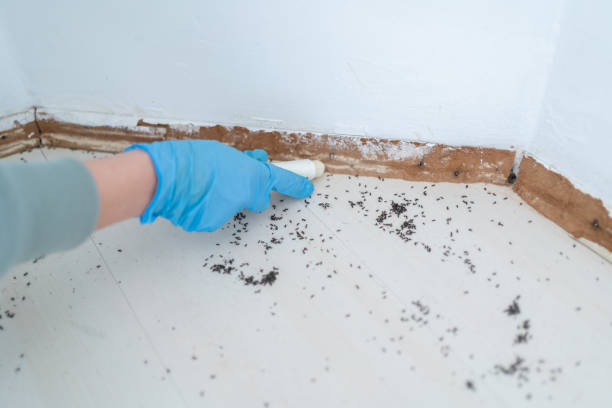 Best Residential Pest Control  in Cornish, ME